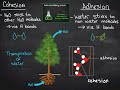 Water Movement and Properties in Plants
