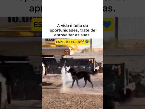 ESPERTO ELE 😍🐕💙 #vida #gratidão #deus #reflexão #fy #maravilla #fé #emocionante