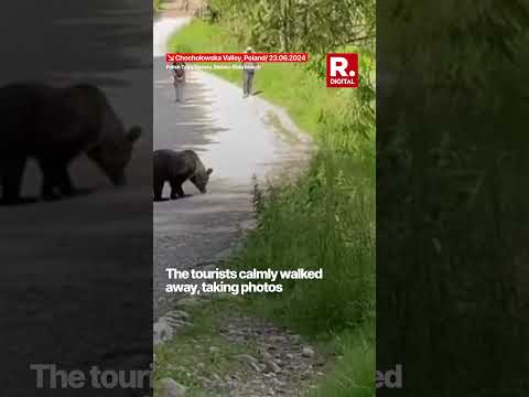 Tourists Witness Rare Encounter: Bear Strolls Through Poland's Tatra Mountains