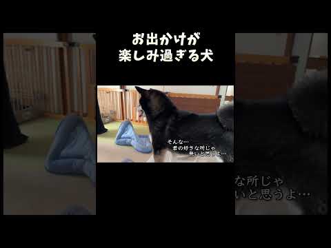 お出かけが楽しみすぎる犬
