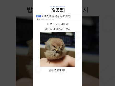 귀여운 뱁새를 주워온 디시인