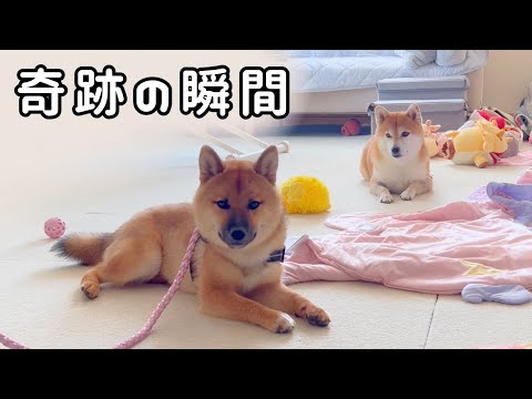 【奇跡の変化】手術から1週間…険悪だった柴犬姉弟にまさかの展開が‼︎