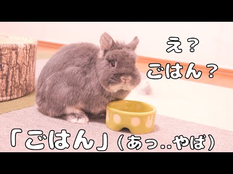 安易に「ごはん」と言うと期待してしまい、あげないと可哀想な雰囲気に引き込むムギミミ達【No.1701】
