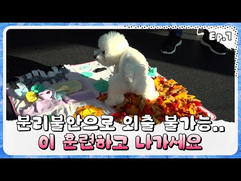 [개바개 Ep.7] 분리불안 때문에 고민이시라면 이 훈련을 해보세요 If you're worried about separation, try this