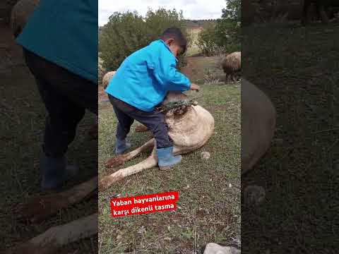 Yaban hayvanlarına karşı korunması için dikenli tasma #dog #kangal #köpek