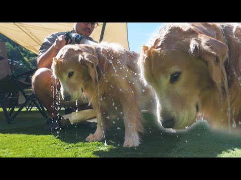 【お風呂嫌い】パパの豪快なシャワーに不満を持つ愛犬は感情を顔に出してしまいます。