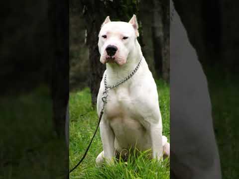 🐗¿Por qué crearon el Dogo Argentino?