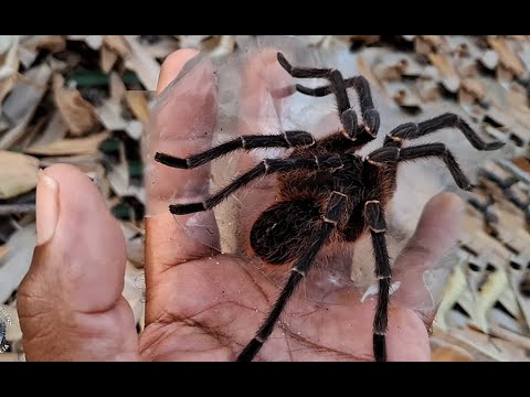 UM SHOW DA NATUREZA! LINDOS REGISTROS, PAISAGENS, ANDANÇAS E RESGATES DE ANIMAIS