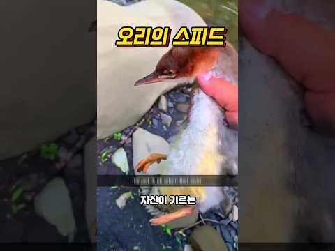 우리가 몰랐던 오리의 스피드