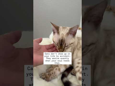 When should you get a cat? When your soul needs one. #justcats #bengal #kitten #truth