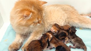 Adorable compilation: birth of kittens and their first days with mama