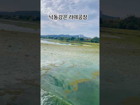 낙동강은 라떼공장 #녹조 #<strong>환경</strong> #낙동강 #라떼