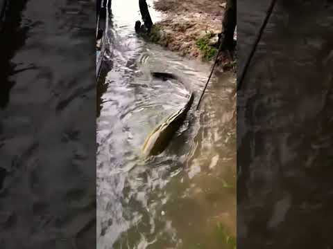 Con cá leo nặng 80kg #tintuc