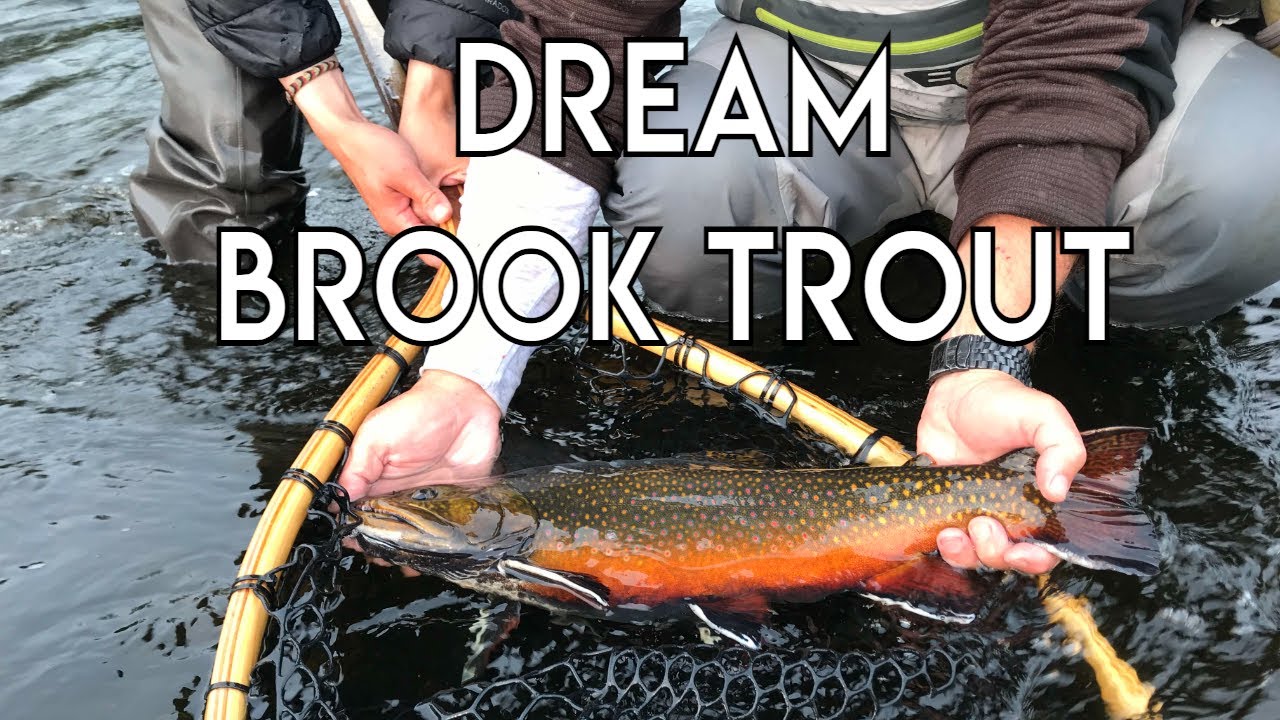 Dream Brook Trout with Tom Rosernbauer - The New Fly Fisher