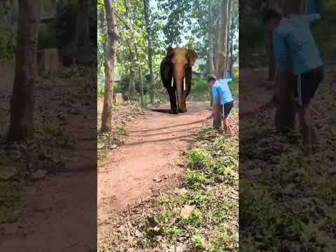 elephant attack 🐘 #shorts #viral #trending #vfx #shortvideo