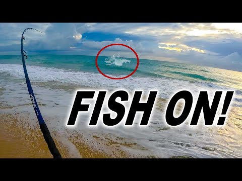 Beach Fishing for a Fish that Money Can't Buy... Legally... in the US of A