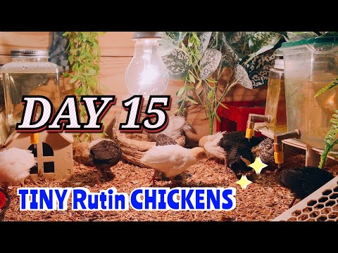 Raising the World’s Smallest Chickens – 15 Day Update
