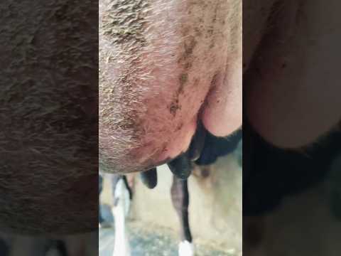 Acute mastitis in Hf cow
