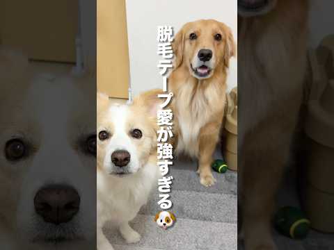 パパを心配しているのか、苦しむ姿が見たいのか..?どっち？【ボーダーコリー・ゴールデンレトリバー】#shorts