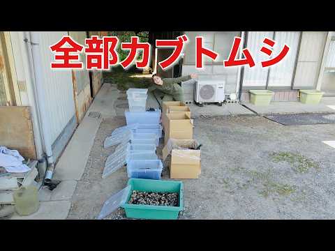 数百匹のカブトムシを管理する方法