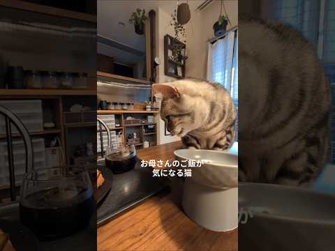 猫の動画サムネイル - ラッテ😺と朝ご飯#アメショー のラッテ#アメリカンショートヘア #アメショー #アメショ #猫との暮らし #猫と暮らす家