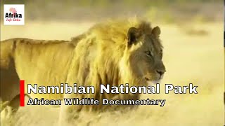 Namibian National Park   African Wildlife Documentary
