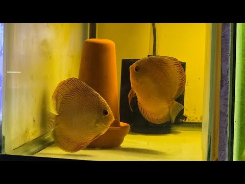Snake skin discus breeding pair 🎙️ New to streaming or looking to level up? Check out StreamYard and get $10 discount! 😍 htt
