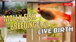 Molly Fish Give Birth To Fry | Molly Fish Baby | Molly Fish Breeding