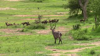 Waterbuck Walks Near Large Pack of Wild Dogs in Kruger