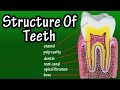 Understanding the Structure and Function of Teeth