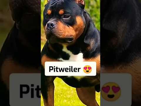 rottweiler or pitbull mix pitwieiler#shorts #shortsfeed #youtubeshorts #trending #ytshorts