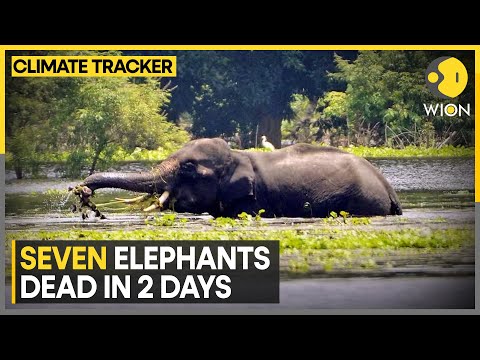 Bandhavgarh: Elephant Deaths Spark Concern | WION Climate Tracker | World News | WION
