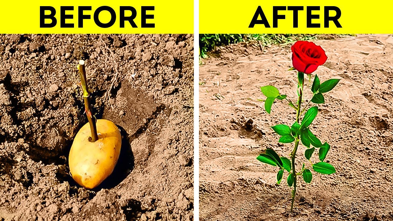 Surprising growing plant hacks for your inner gardener