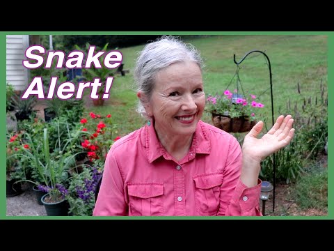 Homestead Update: Snake, Basil, Butterfly, Peas & More!