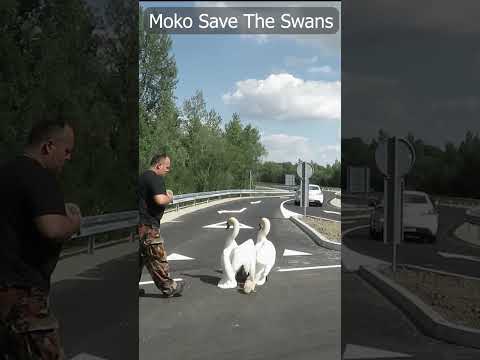 Moko Save The Swans on Dangerous Roads #shorts