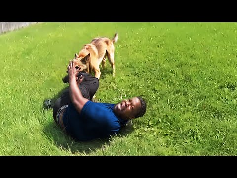 Why You Shouldn't Run From K9 Units