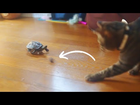 一緒にボール遊びをする猫とスケボー亀【Let's play ball together! cat and skateboard turtle】