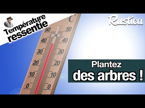 Température ressentie : Plantez des arbres