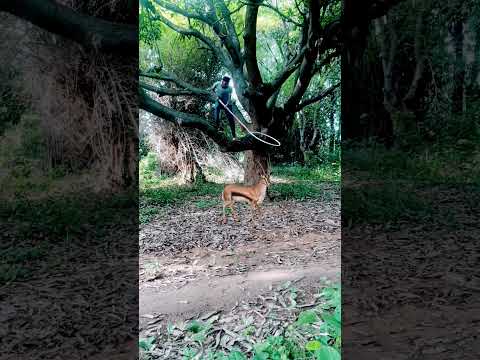 chatching Deer ?? #trending #shortvideos #shorts #youtubeshorts