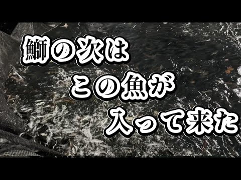 今年はこの魚が多く獲れる