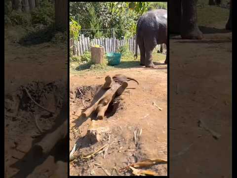 #ช้างน่ารัก #elephant #funnyanimal #animals #funnyelephant #funny #cute