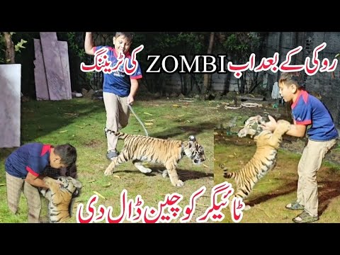 Tiger ko Chain dali di | Azan Butt Tiger #animals # tigers #wildlife#viralvideo