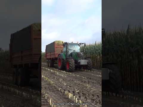 Mais Silage | Claas Jaguar 870 + Fendt + Deutz-Fahr | Donkersteeg | 2023