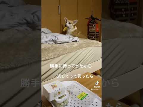 【TikTok動画】オヤツ返してって言ったら、、、#shorts #tiktok #コーギー