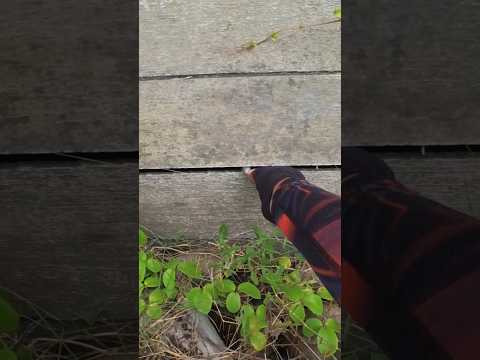 impossible shot! #trickshots #fishing