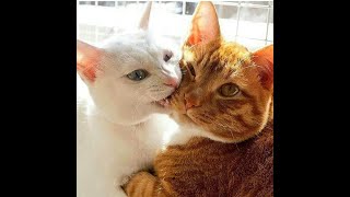 😺 Кусает - значит любит! 🐕 Смешное видео с собаками и кошками! 😸