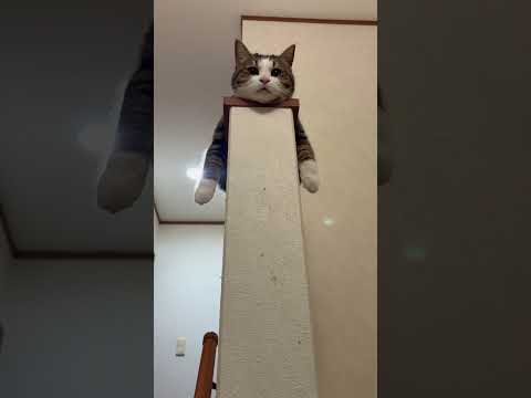 猫の動画サムネイル - 懐かしのお菓子 ペッツ