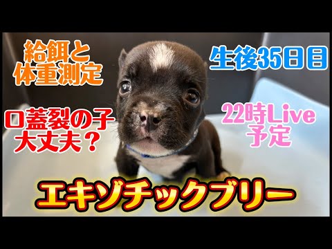 エキゾチックブリー【生後35日目】給餌と体重測定に口蓋裂の子の成長について