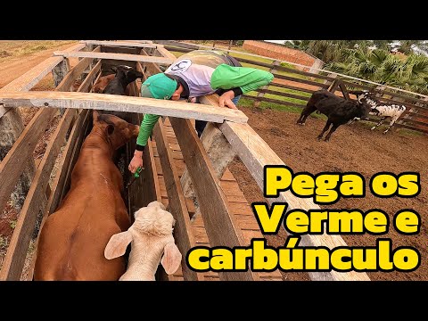 Dia de fazer vacinação no gado