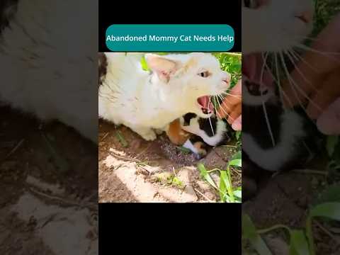 Abandoned Mommy Cat Needs Help! #cat #wildlife #rescue